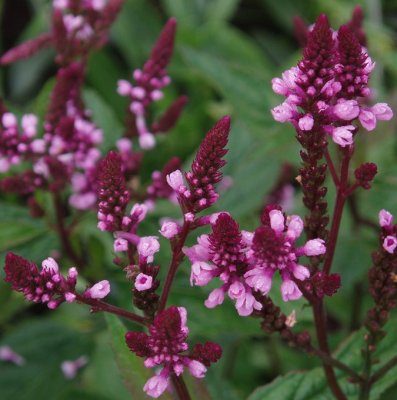 Verbena hastata Pink Spires, Rosa Blåverbena