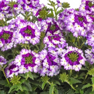 Verbena EnduraScape ™ Purple Fizz, stickling 2-pack