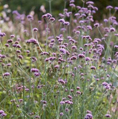 Verbena bonariensis, Jättverbena, stickling 3-pack