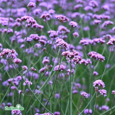 Verbena bonariensis Lollipop ®, Verbena, P9cm