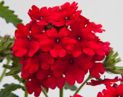 Verbena, Stickling, Lascar ® Dark Red