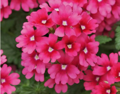 Verbena, Stickling, Lascar ® Magenta