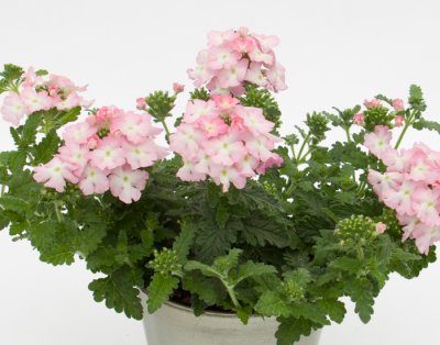 Verbena, Stickling, Pop ® Light Pink
