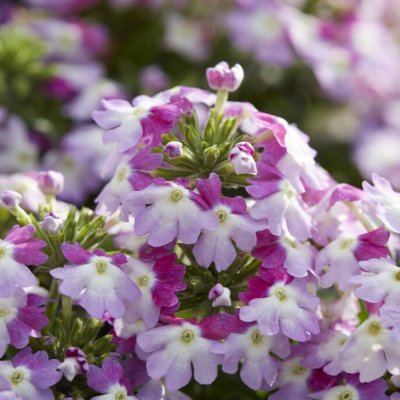 Verbena Venturi ® Bicolour Pink, stickling 2-pack