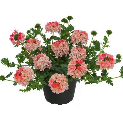 Verbena Vepita Peach, stickling 3-pack
