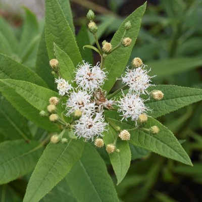 Vernonia noveboracensis White Lightning, Newyorkvernonia, P9cm