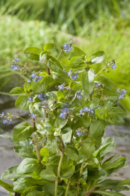 Veronica beccabunga, Bäckveronika, P9cm