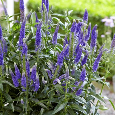 Veronica x media First Glory ® (Alllord), Hällveronika