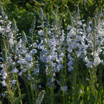 Veronica gentianoides, Porslinsveronika, P9cm
