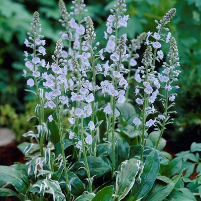 Veronica gentianoides Variegata, Porslinsveronika, P9cm