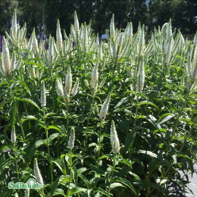 Veronica x media First Lady ® (Alllady), Hällveronika, stickling 3-pack