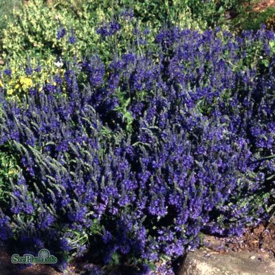Veronica prostrata, Mattveronika, P9cm