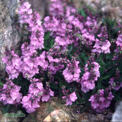 Veronica prostrata Mrs Holt, Mattveronika, P9cm