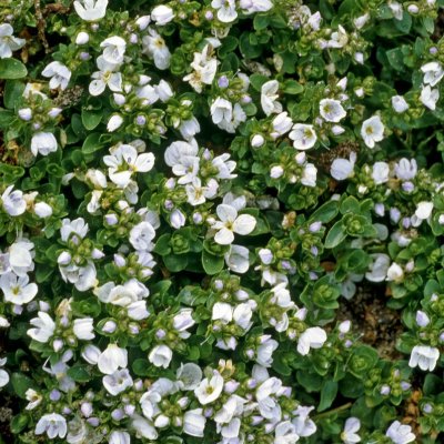 Veronica repens, Krypveronika