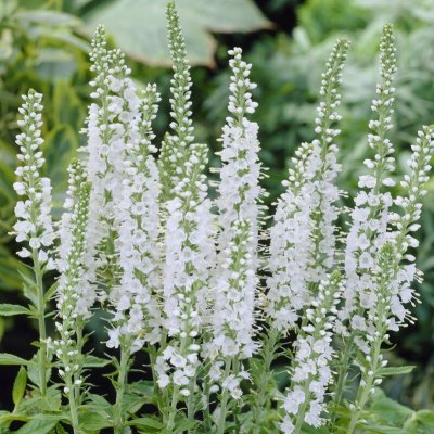 Veronica spicata Alba, Axveronika