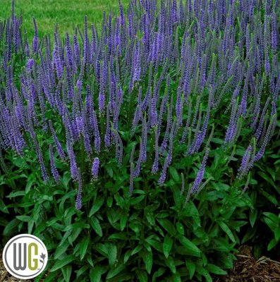 Veronica spicata Blue Skywalker ®, Axveronika, C3
