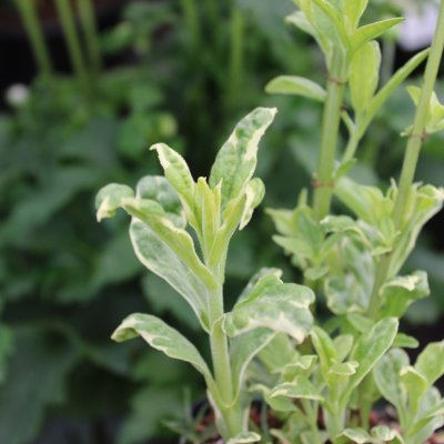 Veronica spicata Charlotte ®, Axveronika, P9cm