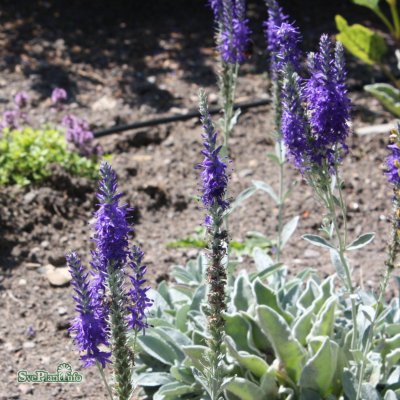Veronica spicata ssp. incana Silberteppich, Silververonika, P9cm
