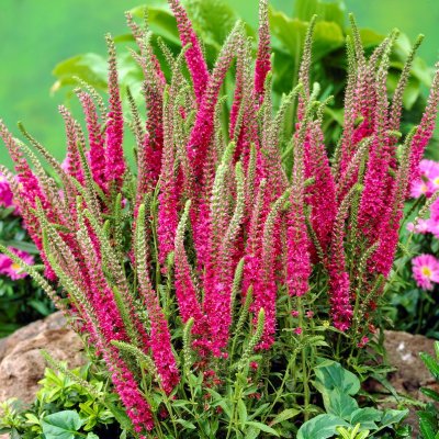 Veronica spicata Rotfuchs (Red Fox), Axveronika, barrot 3st