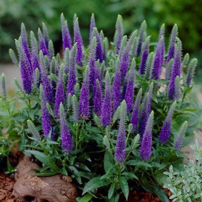 Veronica spicata Ulster Dwarf Blue, Axveronika, P9cm