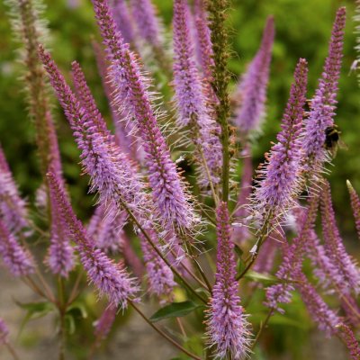 Veronicastrum virginicum Adoration, Kransveronika, P9cm