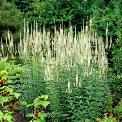 Veronicastrum virginicum Album, Kransveronika, P9cm
