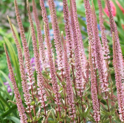 Veronicastrum virginicum Erica, Kransveronika, P9cm