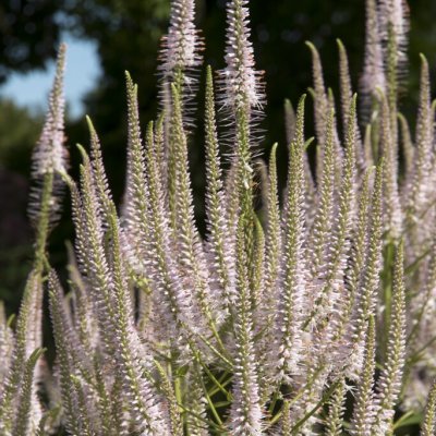 Veronicastrum virginicum f. roseum, Kransveronika