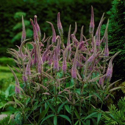 Veronicastrum virginicum Fascination, Kransveronika, P9cm