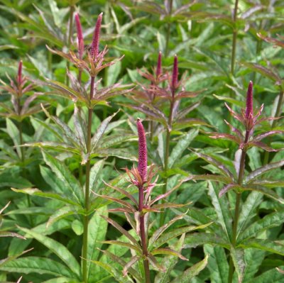 Veronicastrum sibiricum Red Arrows, Sibirisk Kransveronika
