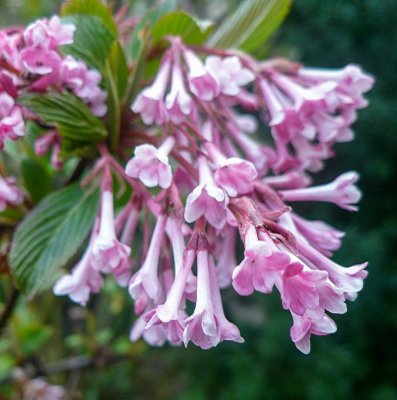 Viburnum bodnantense Dawn, Hybridkejsarolvon, C5