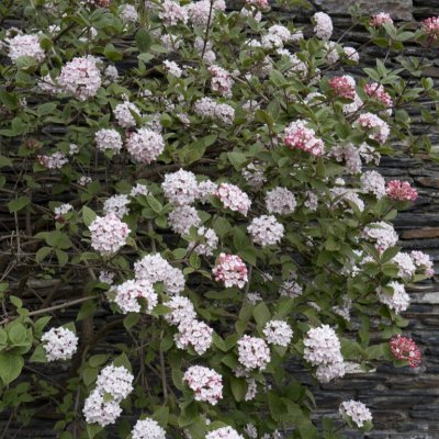 Viburnum carlesii Compactum