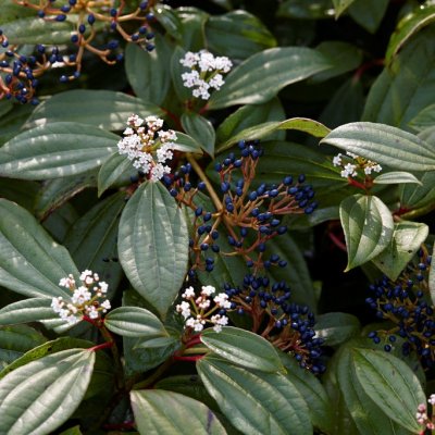 Viburnum davidii, Davidsolvon, 25-30 C2