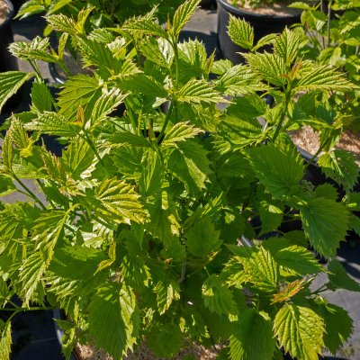 Viburnum dentatum Blue Muffin ®, Tandolvon, 60-80 C7,5