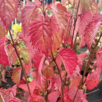 Viburnum dentatum Blue Muffin ®