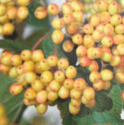 Viburnum dilatatum Michael Dodge, Olvon