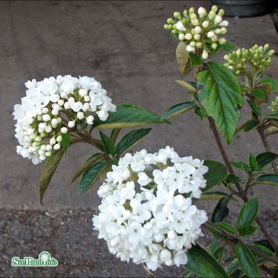 Viburnum Eskimo, Olvon, 120 stam C7,5