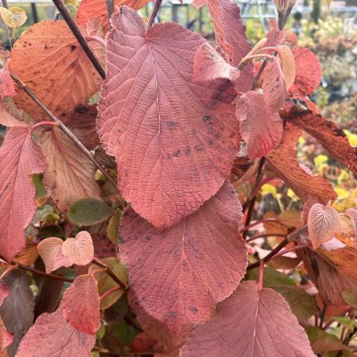 Viburnum furcatum