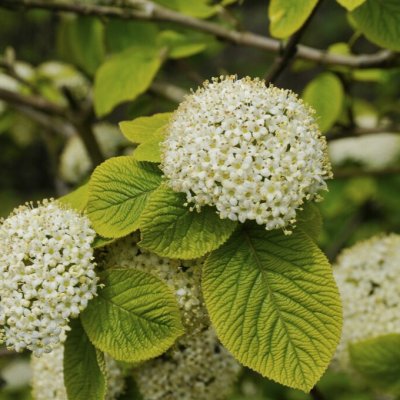 Viburnum lantana Aureum
