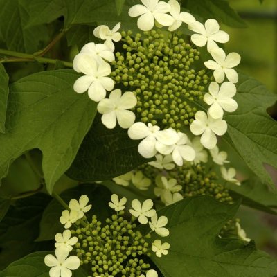 Viburnum opulus Nanum, Dvärgolvon, Klotolvon, 40-50 C3