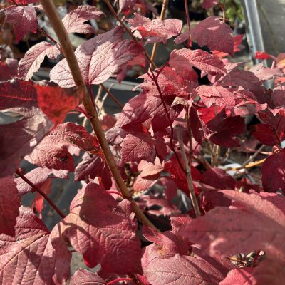 Viburnum opulus Roseum