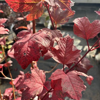 Viburnum opulus Roseum