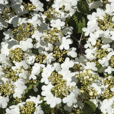 Viburnum plicatum f. tomentosum Summer Snowflake, Japansk Snöbollsbuske
