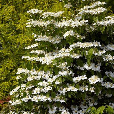 Viburnum plicatum f. tomentosum Kilimandjaro, Japanskt Olvon