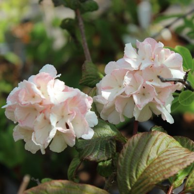 Viburnum plicatum Mary Milton, Japansk Snöbollsbuske, 40-50 C5