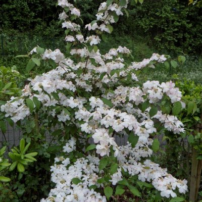 Viburnum nudum Pink Beauty, Nakenolvon, 50-60 C5