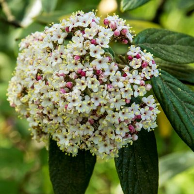 Viburnum Pragense, Pragolvon, 60-80 C5