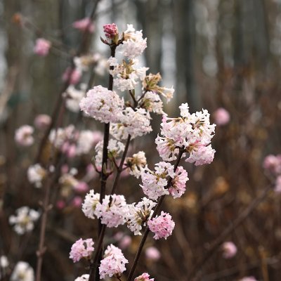 Viburnum bodnantense Charles Lamont, Hybridkejsarolvon