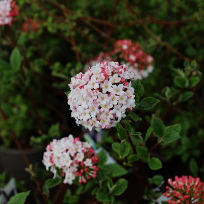 Viburnum x burkwoodii Mohawk, Hybridolvon, 40-50 C4