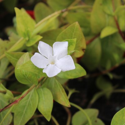 Vinca major Alba, Stor Vintergröna, P9cm
